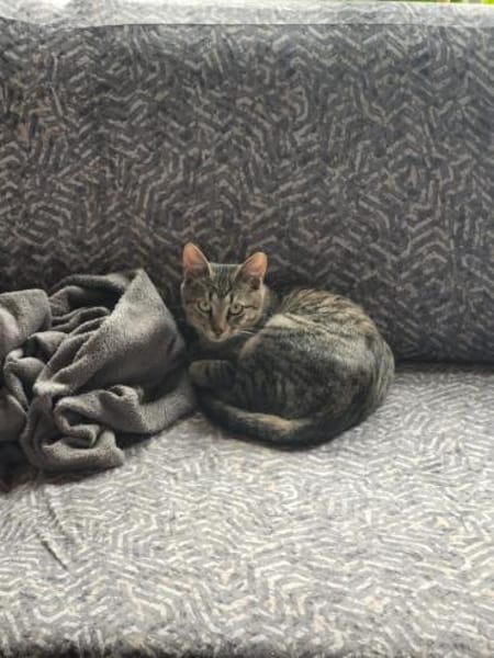 Kater Akari sucht sein Zuhause