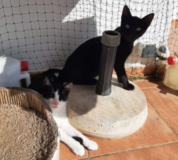 Buffy - schüchtern, aber spielfreudig