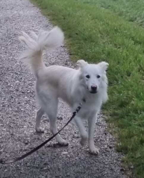 Knut sucht seinen Deckel/ in 82284