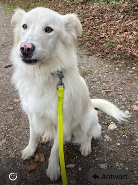 Knut sucht seinen Deckel/ in 82284