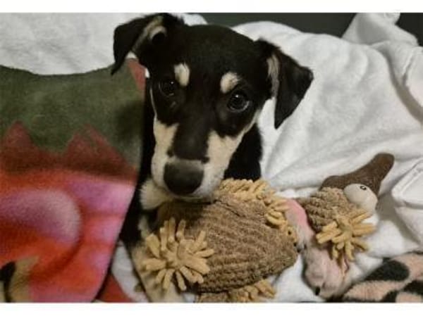 Minouh - wartet in 74535 Mainhardt