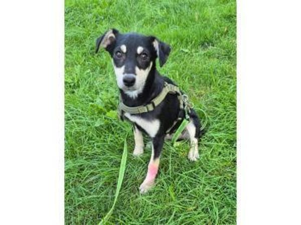 Minouh - wartet in 74535 Mainhardt