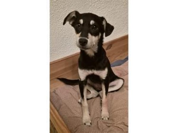 Minouh - wartet in 74535 Mainhardt