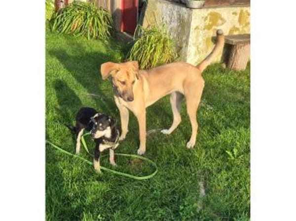 Minouh - wartet in 74535 Mainhardt