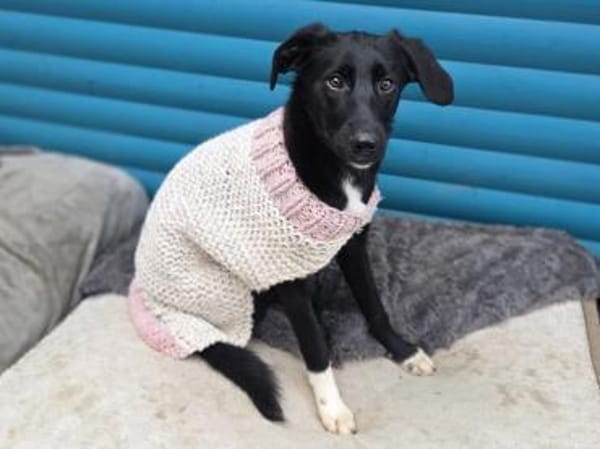 ROSA-ein echter Sonnenschein auf 4Pfoten