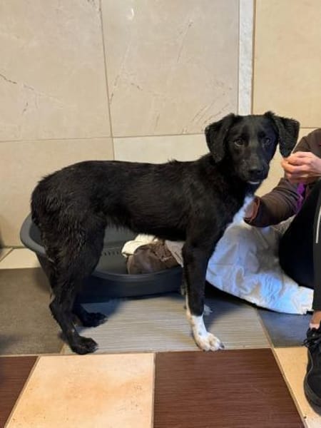 ROSA-ein echter Sonnenschein auf 4Pfoten