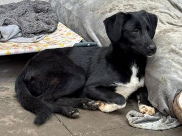 ROSA-ein echter Sonnenschein auf 4Pfoten