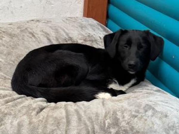 ROSA-ein echter Sonnenschein auf 4Pfoten