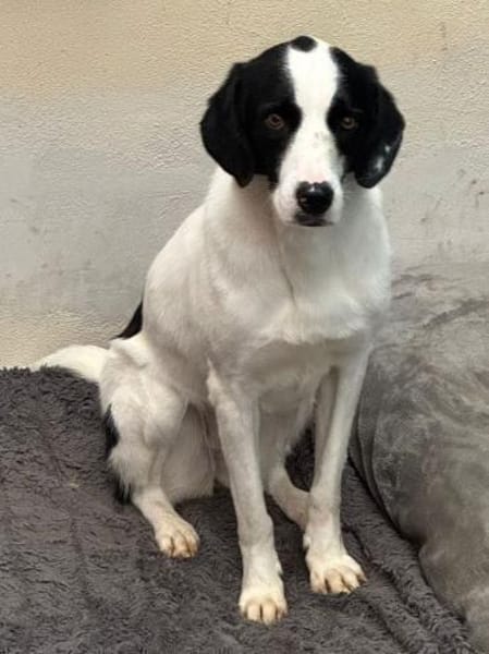 NEISHA-wunderschöne Hündin, 61 cm