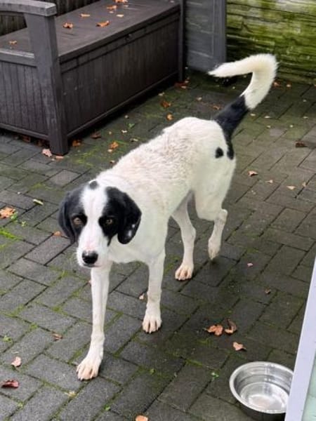 NEISHA-wunderschöne Hündin, 61 cm