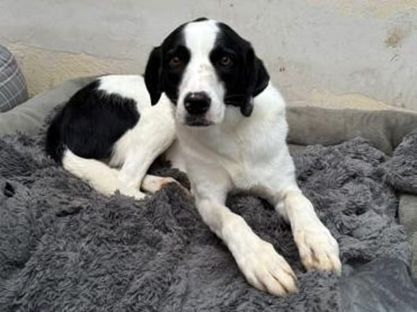 NEISHA-wunderschöne Hündin, 61 cm