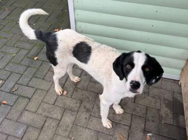 NEISHA-wunderschöne Hündin, 61 cm