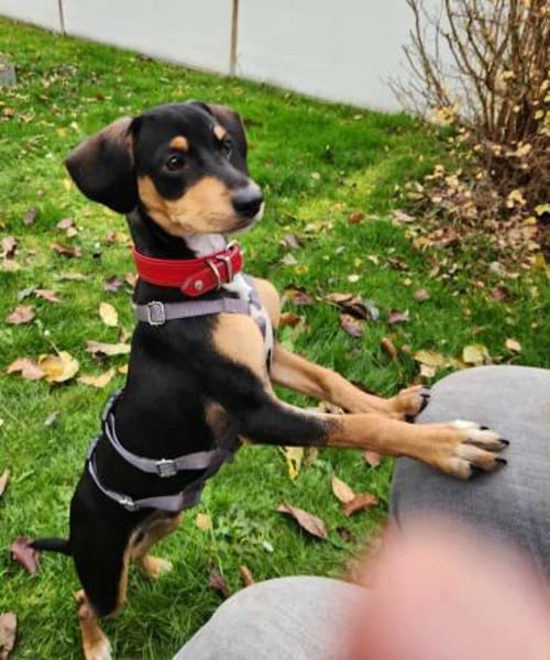 Fröhlicher Muri in Lengede/Niedersachsen