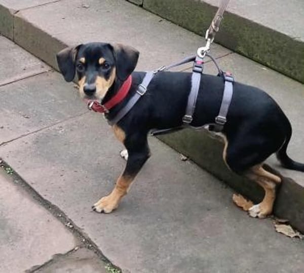 Fröhlicher Muri in Lengede/Niedersachsen