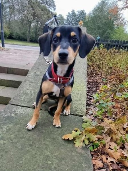 Fröhlicher Muri in Lengede/Niedersachsen