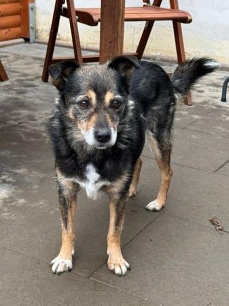 RENI-hübsche Hündin, 39 cm