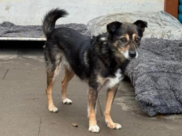 RENI-hübsche Hündin, 39 cm