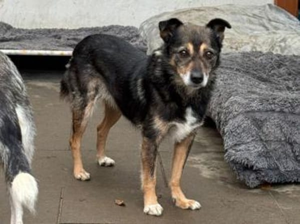 RENI-hübsche Hündin, 39 cm