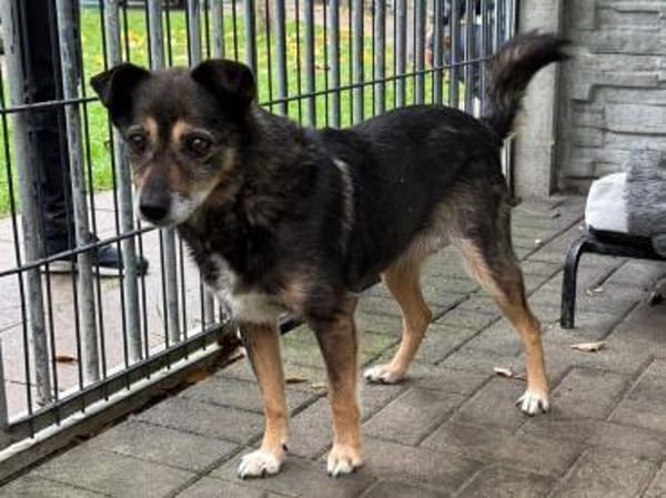 RENI-hübsche Hündin, 39 cm