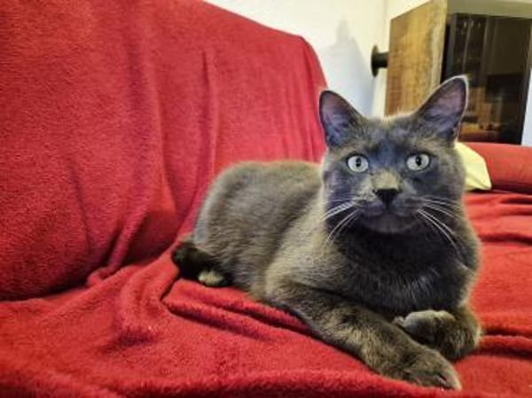 Fairy & Caillou suchen ein neues Zuhause