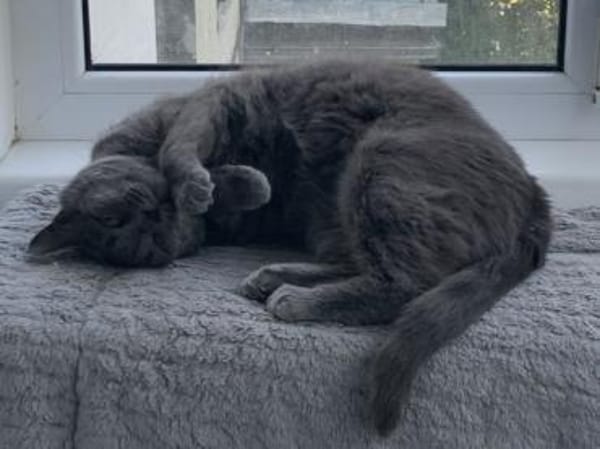 Fairy & Caillou suchen ein neues Zuhause