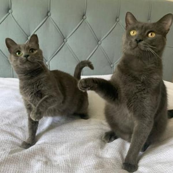 Fairy & Caillou suchen ein neues Zuhause