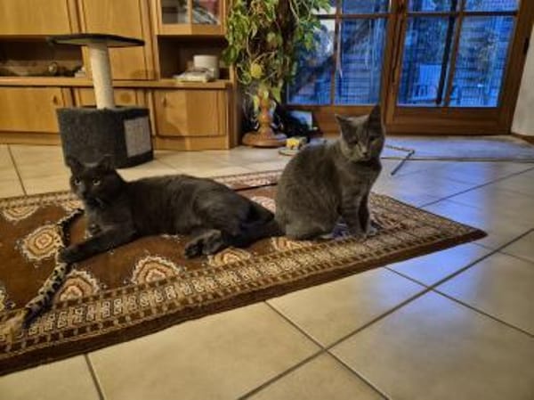 Fairy & Caillou suchen ein neues Zuhause