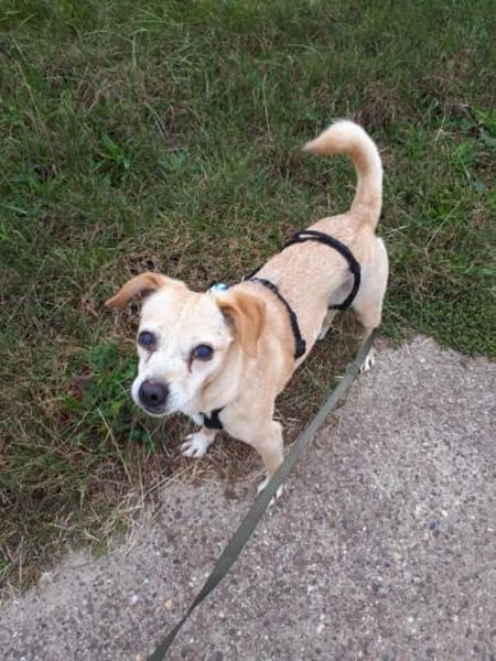 Bocceli sucht ein herzliches Zuhause