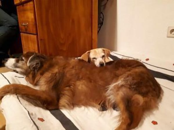 Bocceli sucht ein herzliches Zuhause