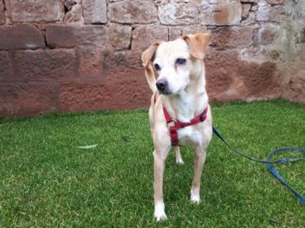 Bocceli sucht ein herzliches Zuhause