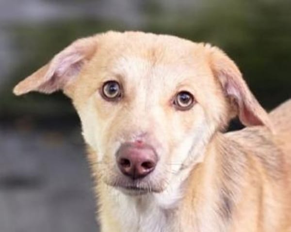 GRETCHEN-zauberhafte Jung-Hündin, 38 cm