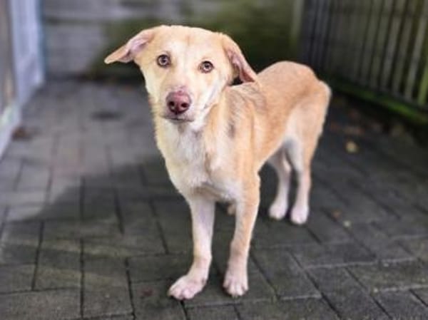 GRETCHEN-zauberhafte Jung-Hündin, 38 cm