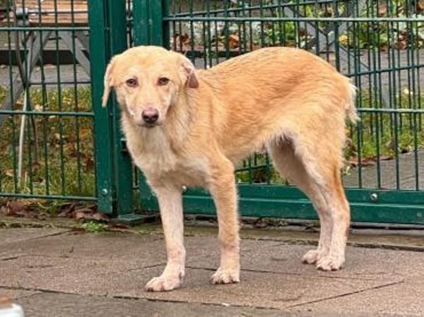 GRETCHEN-zauberhafte Jung-Hündin, 38 cm