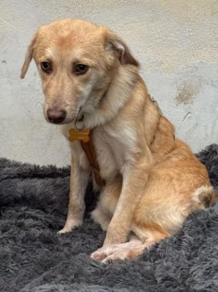 GRETCHEN-zauberhafte Jung-Hündin, 38 cm