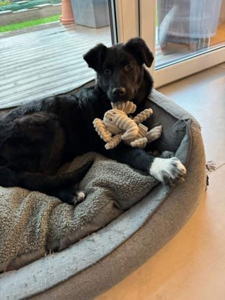 Bursu sucht sein Zuhause