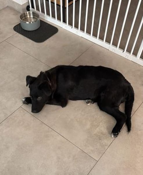 Bursu sucht sein Zuhause