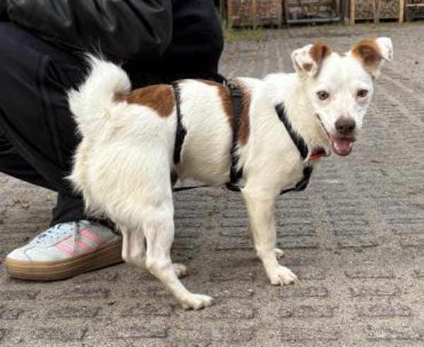 Pamela, aufgeweckt, leinenführig, offen