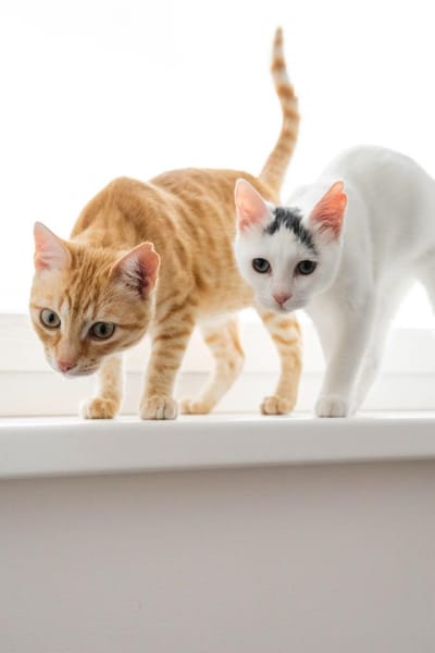 Willow & Jara suchen DICH!