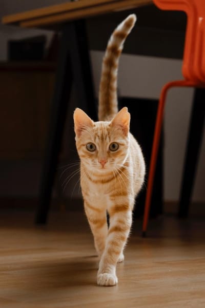 Willow & Jara suchen DICH!