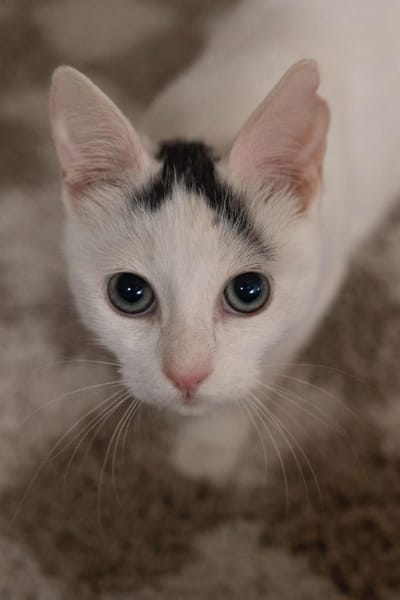 Willow & Jara suchen DICH!