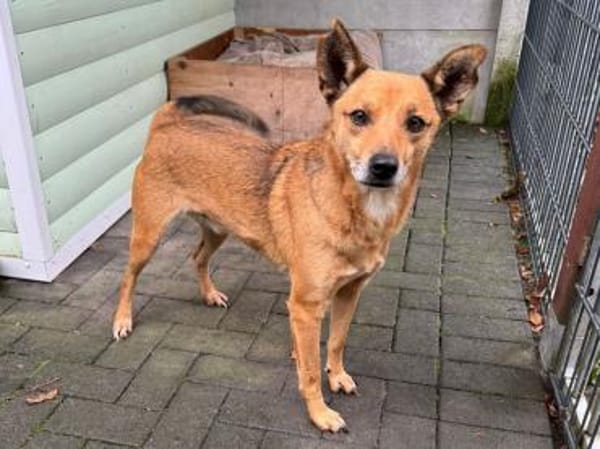 AXEL-menschen bezogener Rüde, 48 cm