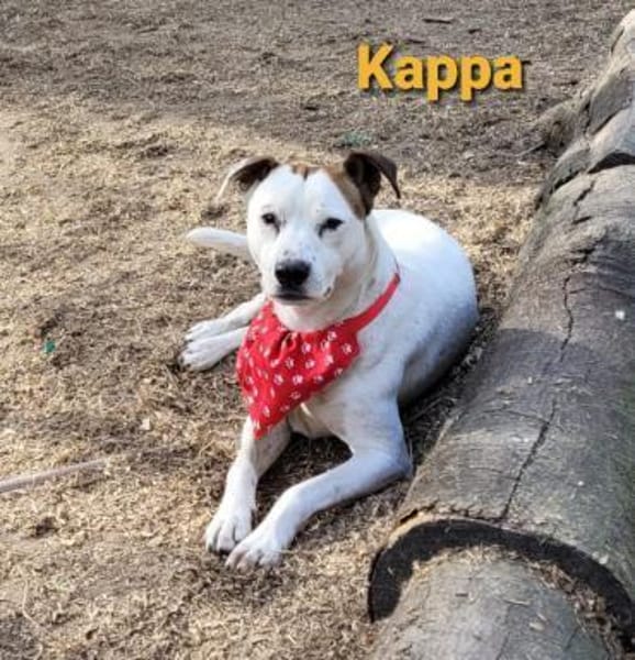 Zierliche Kappa s. Partner fürs Leben