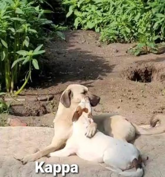 Zierliche Kappa s. Partner fürs Leben