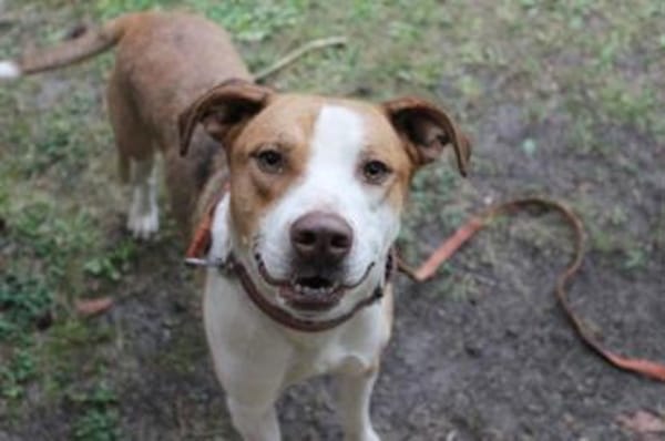 Maxi toller Familienhund