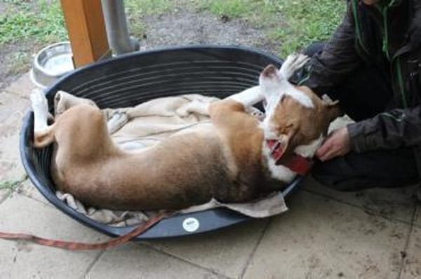 Maxi toller Familienhund