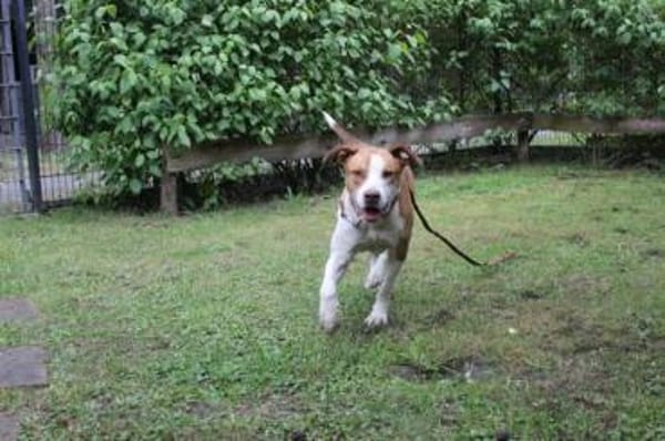 Maxi toller Familienhund