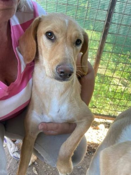 Schüchterne Sira sucht ihr Zuhause