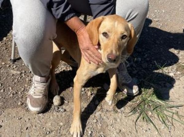 Schüchterne Sira sucht ihr Zuhause