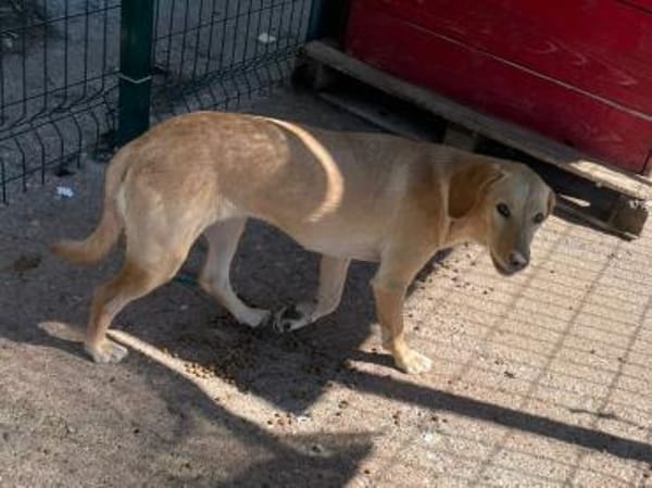 Schüchterne Sira sucht ihr Zuhause