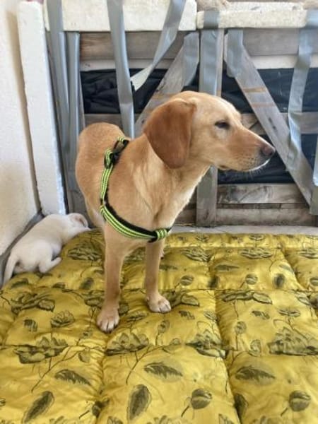 Schüchterne Sira sucht ihr Zuhause